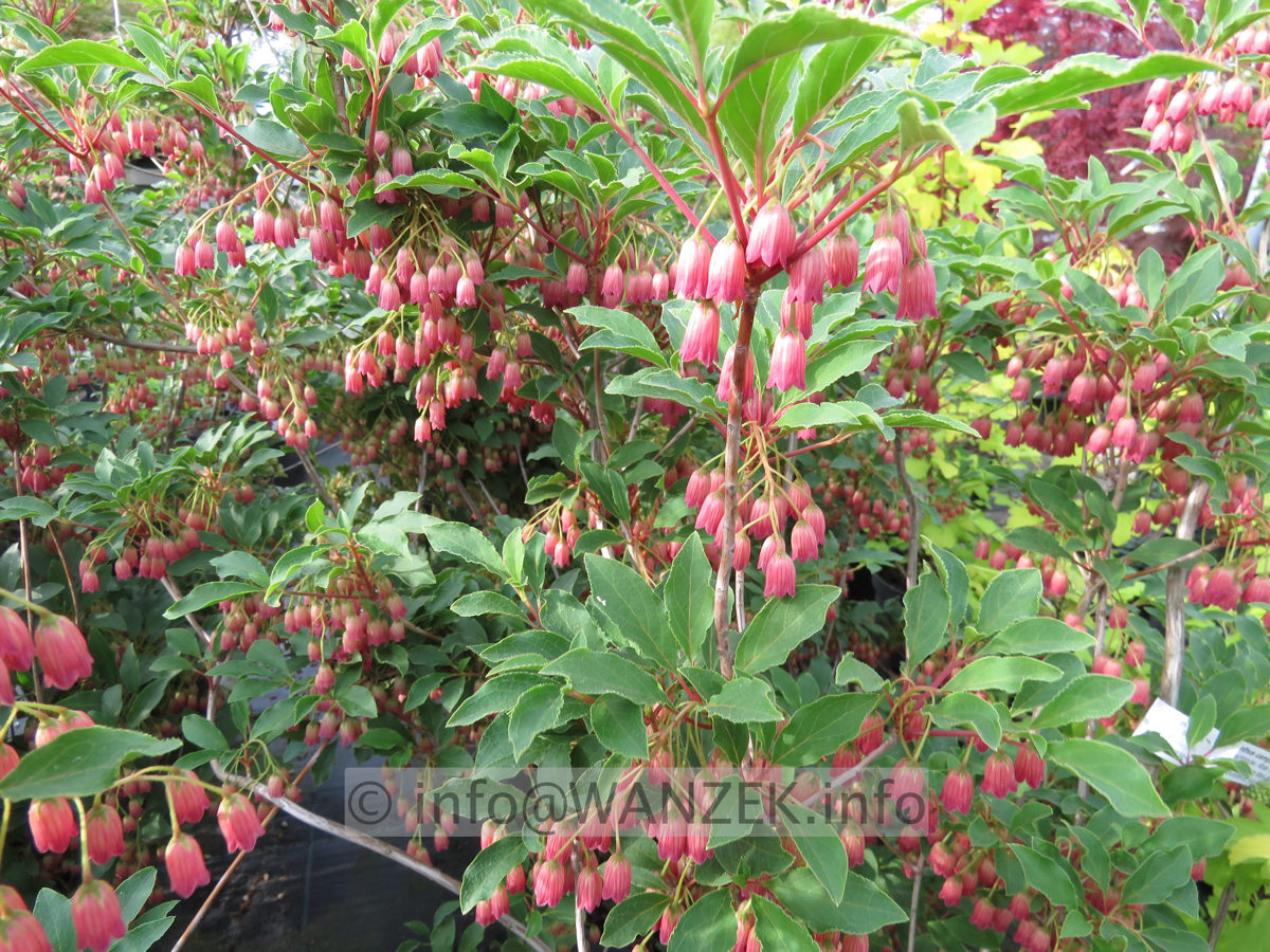 Enkianthus campanulatus Ruby Glow 04.JPG